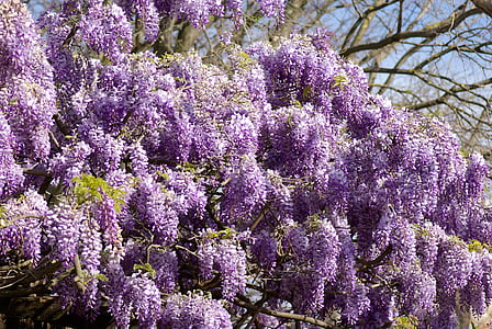 Glycine, cây, cụm, màu tím, Hoa