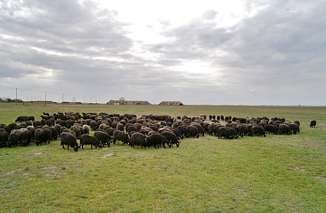 hungary, puszta, sheep, herd, graze, grass, agriculture