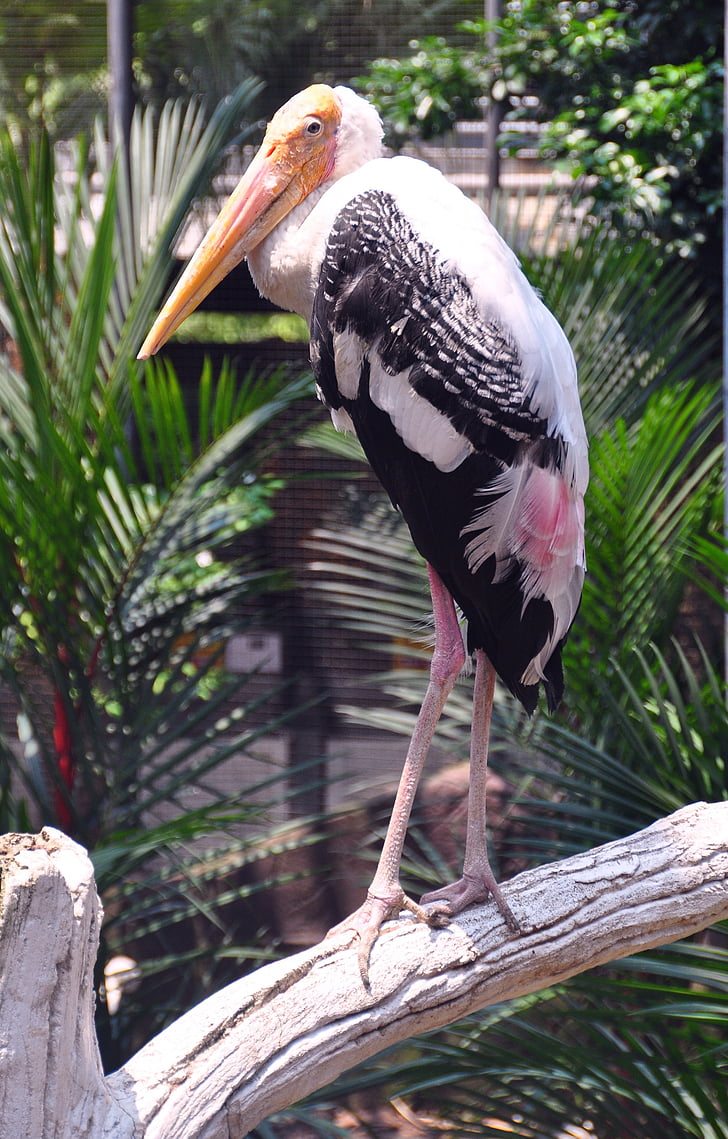 heron, bird, zoo, feathers, beak, vacation, stork