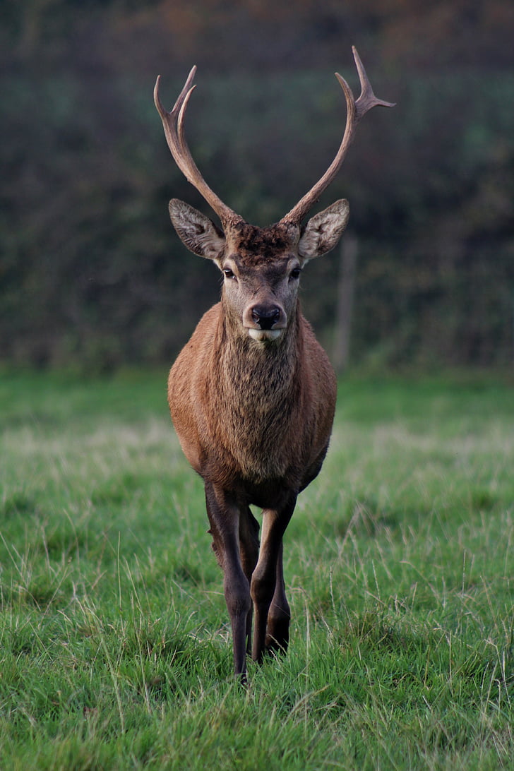 Free photo: stag, nature, male, animal, deer, animal wildlife, one animal |  Hippopx