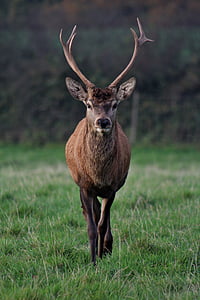 stag, nature, male, animal, deer, animal wildlife, one animal
