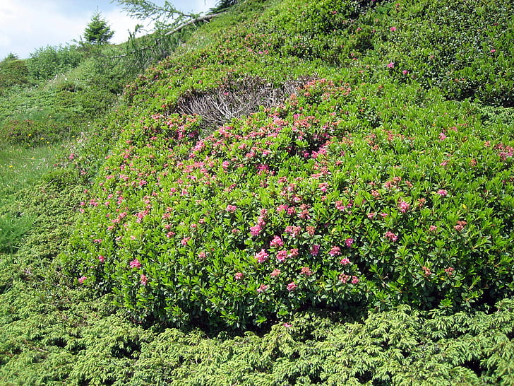 Alpine rosor, Almrausch, Mountain blommor, Bloom, Rosa, Alm, Mountain