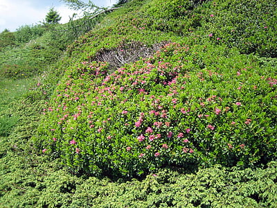 Alpská růže, Almrausch, horské květiny, Bloom, růžová, Alm, Hora