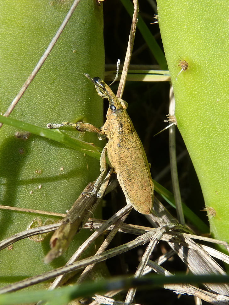 Lixus angustatus, Lixus, Beetle mallows, Morrut av dem Rozier, skyfflar, Prickly pear cactus