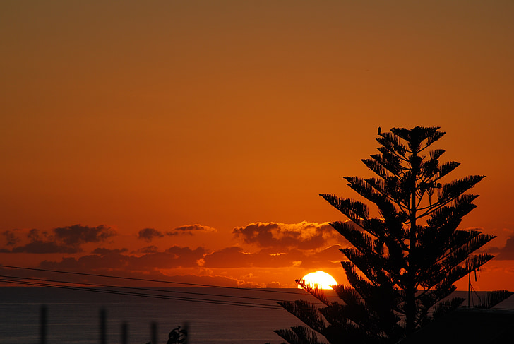 arbre, lever du soleil, paysage de l’aube, aube, océan, ciel orange, soirée