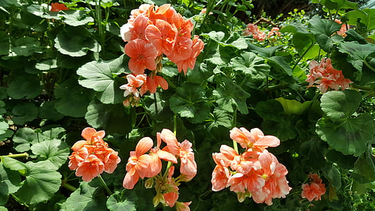 blommor, trädgård i viken, orange blommor