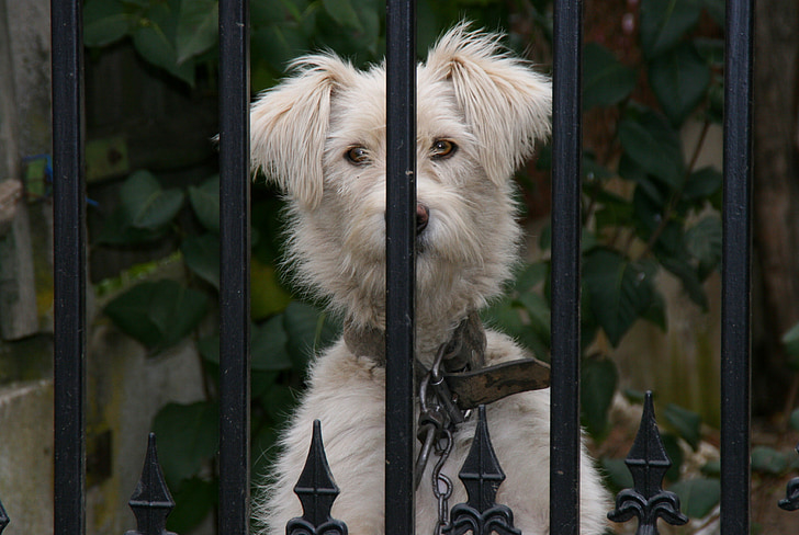 куче, ограда, любопитство, бяло, домашен любимец, домашни любимци, животните