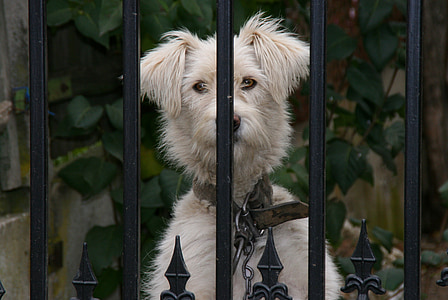 dog, fence, curiosity, white, pet, pets, animal
