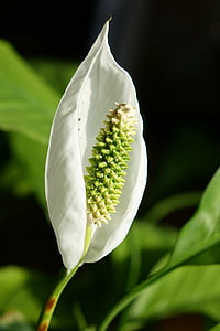 planta, flor, flor, prancha, Spathiphyllum, folha vaginal