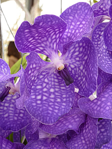 Orquídea, púrpura, flor, hermosa, planta, flor, floración
