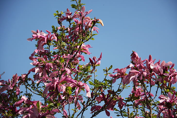 Magnolia, virág, természet