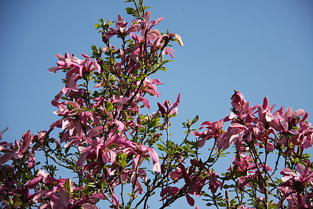 Magnolia, fleur, nature