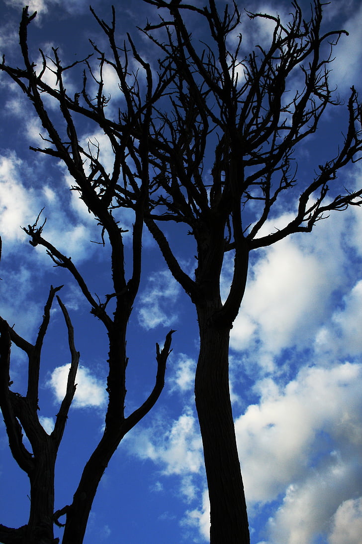 branches, clouds, dead tree, low angle photography, nature, silhouettes, sky