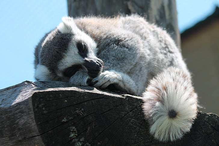Lemur, sömn, djur, lemurer, naturen, närbild, Zoo safari