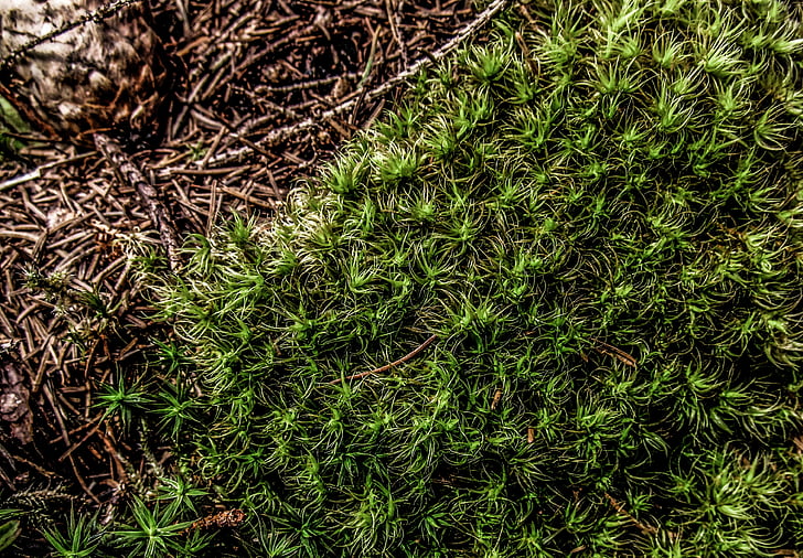 moss, green, nature, forest, close up, ground