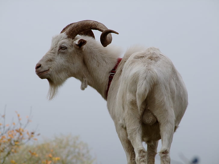 cabra, Billy goat, testículos, cabra branca, com chifres, ovelhas, animal
