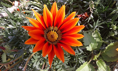 flor, Gazània, close-up, l'estiu, primavera, taronja, flor