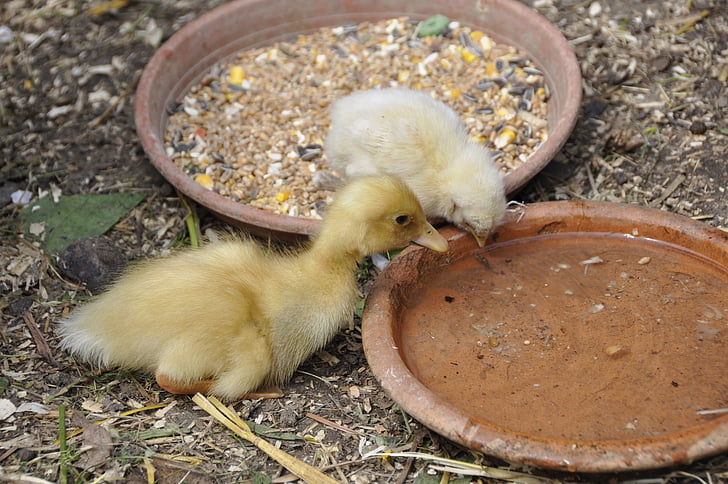 ducky, duck, chicks, chicken, nature, young animals, small