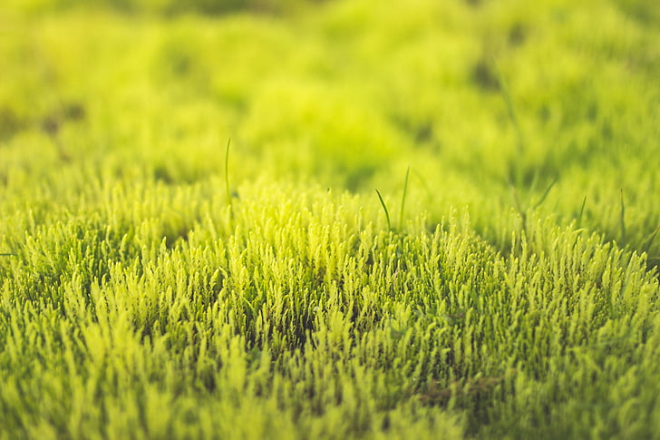 vert, Grassfields, ensoleillée, Journée, herbe, domaine, nature
