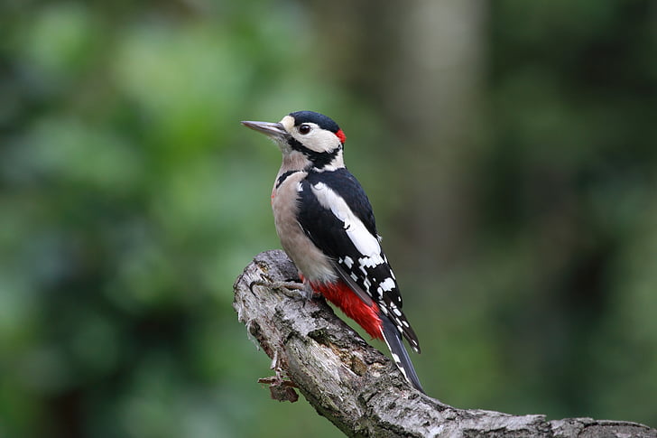 great spotted woodpecker, woodpecker, wildlife, bird, feathers