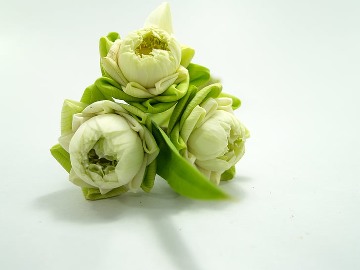 blanc, fleur, Lotus, décoration, Blooming, aquatique, chaud