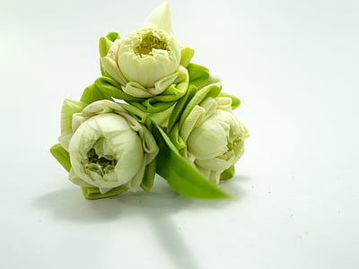 blanc, fleur, Lotus, décoration, Blooming, aquatique, chaud