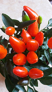 pimentas ornamentais, planta, especiaria, laranja, vermelho