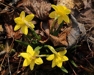 miniture daffodils, small flowers, spring flowers, narcissus, jonquil, yellow, leaf
