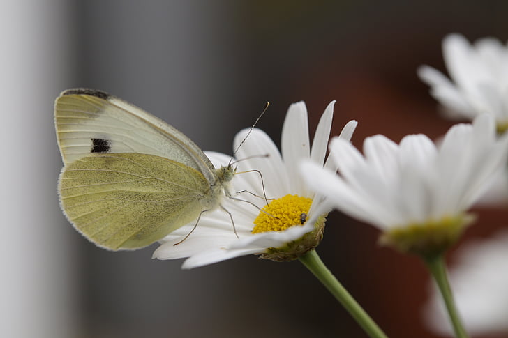 motýľ, biela, ling Veľká kapusta biela, príjem potravy, cicať, sacie dýzy, Marguerite