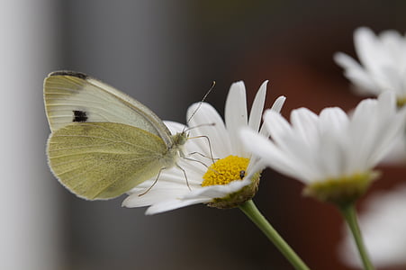 butterfly, white, large cabbage white ling, food intake, suck, suction nozzles, marguerite
