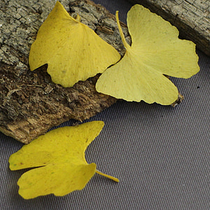 ginko, nature, yellow, leaves, golden autumn