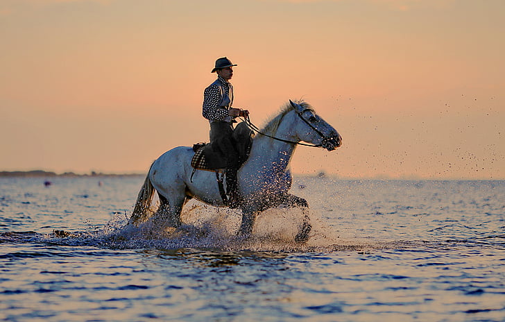 скачач, кон, коне, Конна езда, животните, Туризъм, план за вода
