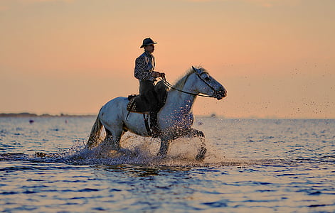 jumper, cavalo, cavalos, passeios a cavalo, animal, caminhadas, plano de água