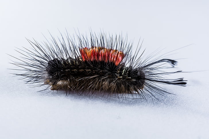 caterpillar, hairy, prickly, close