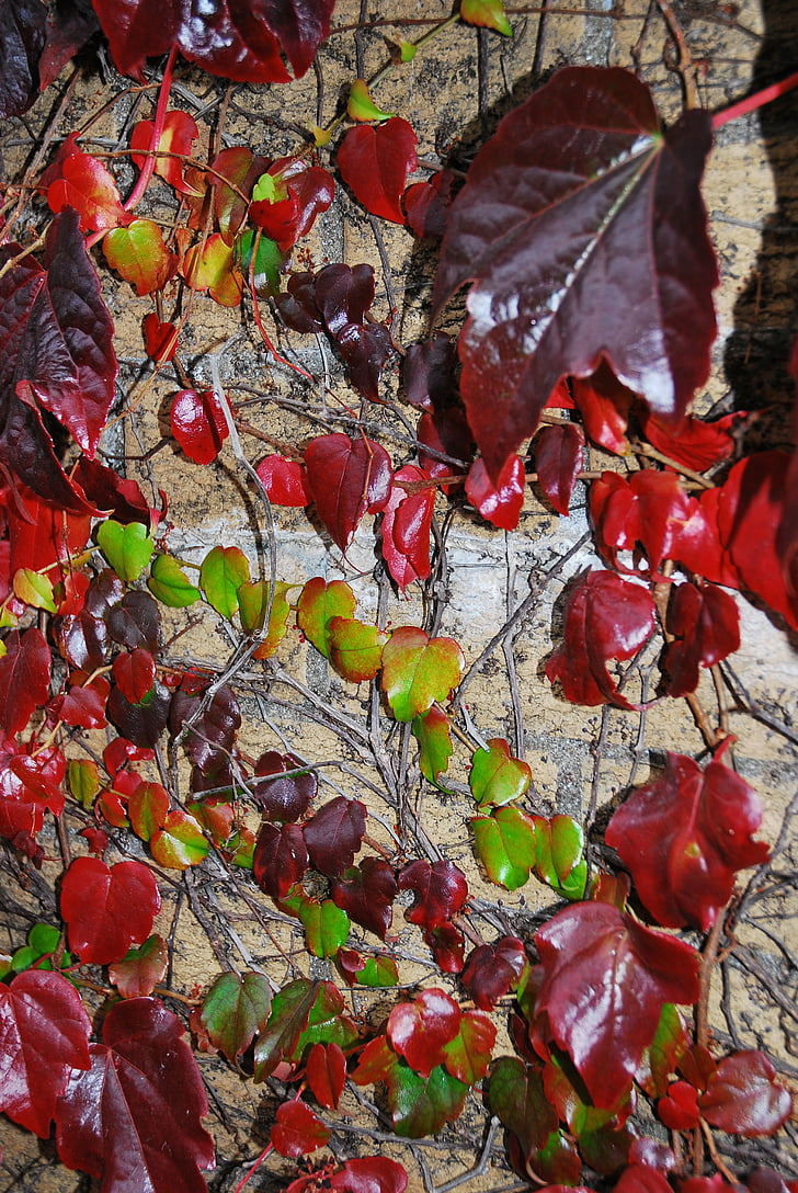rudenį, spalvotus, lapai, vynuogės, lapija, sluoksniuota, Gamta