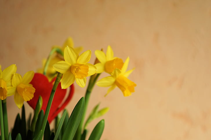 bunga, bunga kuning, alam, tanaman, Narcissus, Daffodil, berkembang