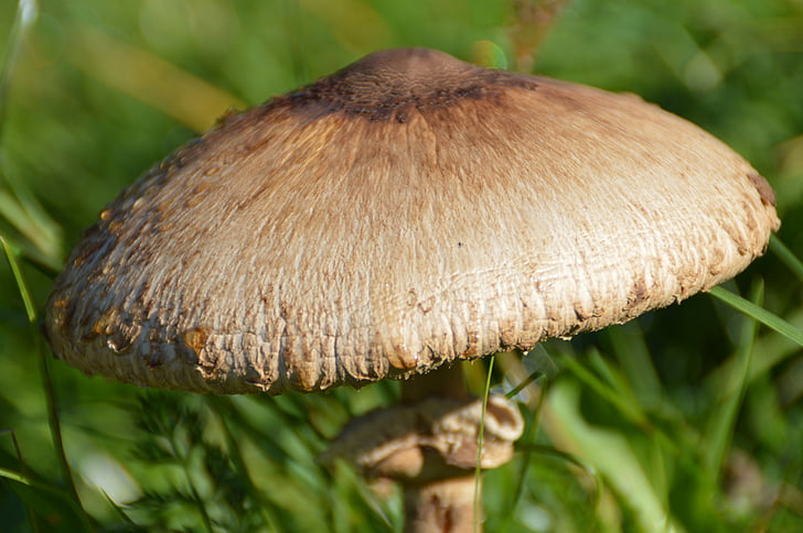 mushroom cap, mushroom, schirmling, dew, morgentau