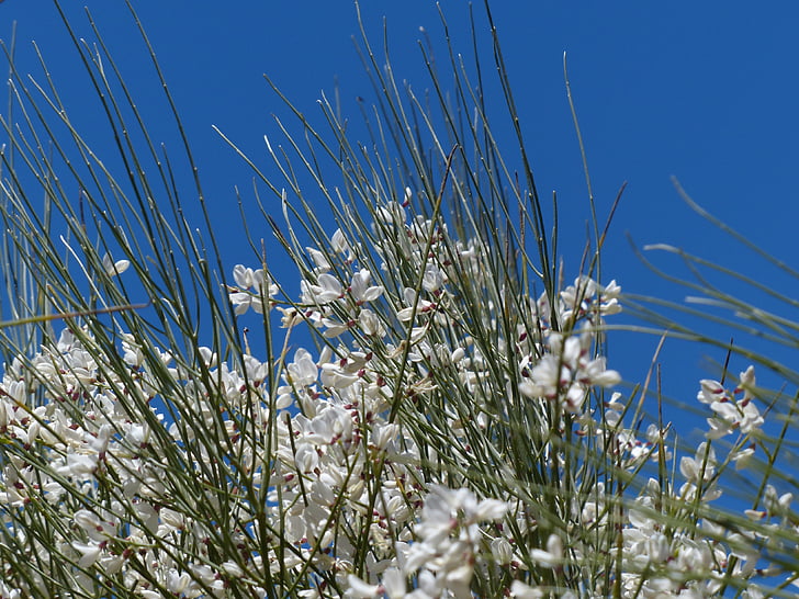 gintster, flors, blanc, arbust, retama ordinari, Retama-escombra, Retama sphaerocarpa