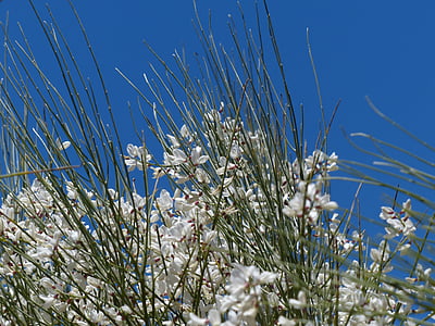 gintster, bunga, putih, Bush, retama biasa, Retama-sapu, Retama sphaerocarpa