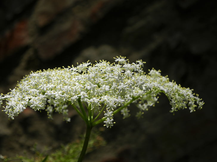 Elder, flor, floración, Blanco, verano, naturaleza, blanco verde