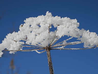 sương muối, Hoa, thường, mùa đông, tuyết, Thiên nhiên, cây