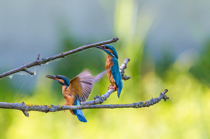 Kingfisher, kuş, renkli, doğa, kuş tüyü, geçiş yumuşatma, güzel