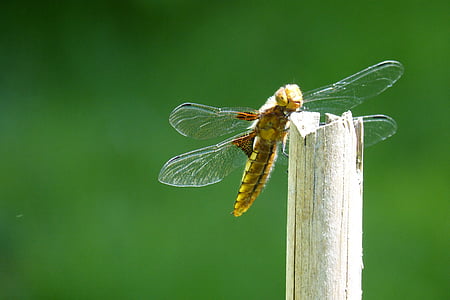 Dragonfly, navigatie dragonfly, plattbauch, de sex feminin, Libellula depressa