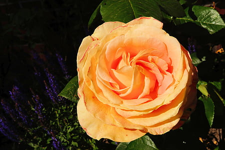 τριαντάφυλλο, άνθος, άνθιση, πορτοκαλί, άρωμα, ομορφιά, το καλοκαίρι