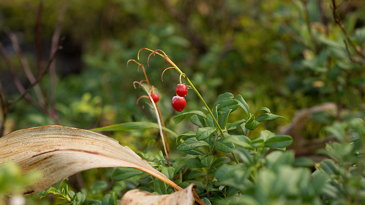 berry, forest, red, nature, fresh, food, berries