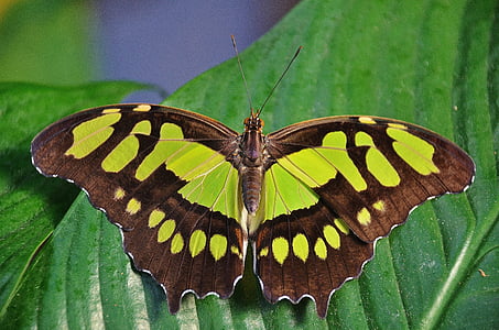 Tier, Schmetterling, Insekt, Blatt, Natur, Flügel, Schmetterling - Insekt