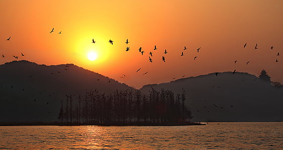 sončni zahod, vzhodno jezera, Wuhan, somrak, velik wild goose pagoda, ptica, narave