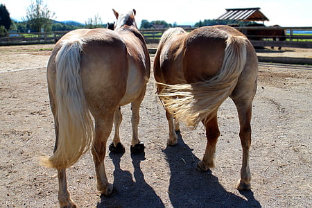 άλογα, μαζί, ζευγάρι, για δύο, συνεκτικότητα, ζευγάρι, συντροφικότητα