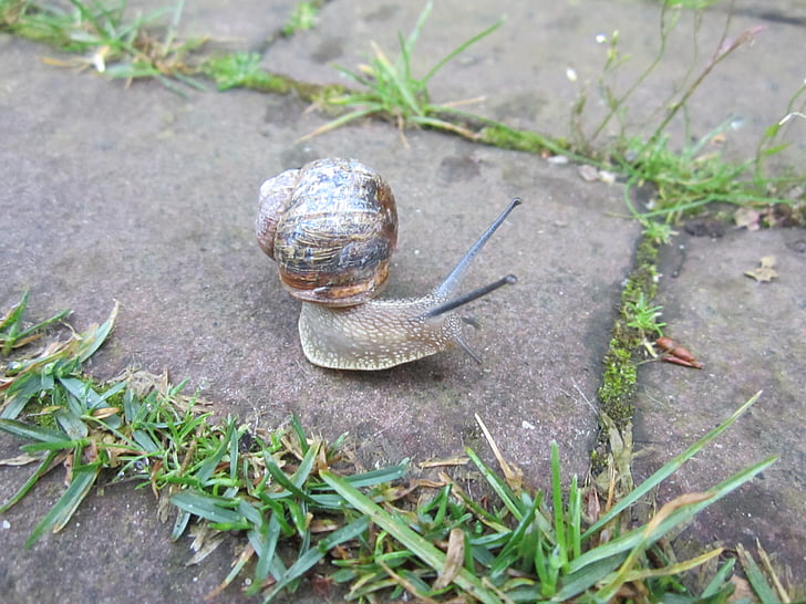 snail, animal, shell, watch, nature, swirl, macro