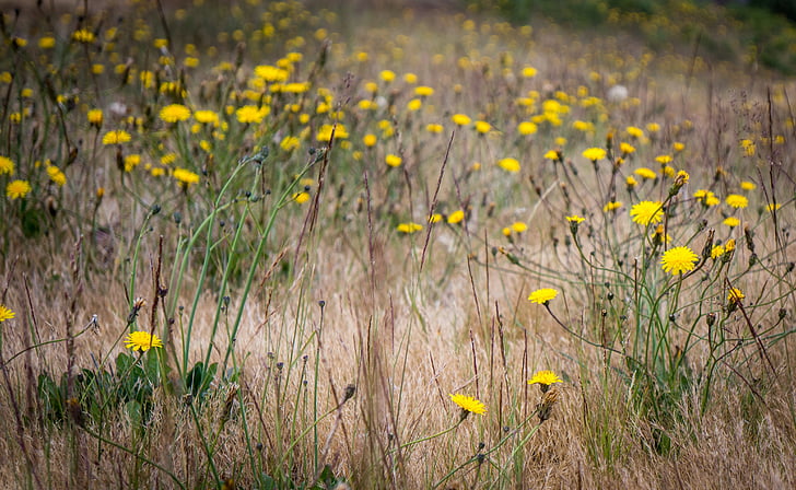 цветя, поле, жълто, трева, природата, растителна, жълто цвете